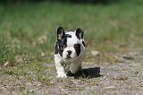 BOULEDOGUE FRANCAIS 401